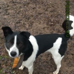 Подробнее об объявлении «Найдена собака кобель Москва» Фото: найдена собака  «Найдена собака кобель Москва» в г. Москва