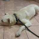 Подробнее об объявлении «Найдена собака кобель Реутов» Фото: найдена собака  «Найдена собака кобель Реутов» в г. Реутов