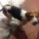 Подробнее об объявлении «Найдена собака кобель русская пегая гончая Егорьевск» Фото: найдена собака  «Найдена собака кобель русская пегая гончая...» в г. Егорьевск