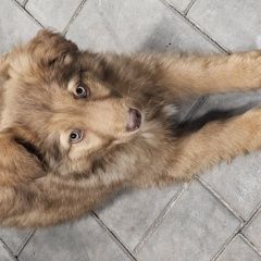 ����: ������� ������  �������� ������ ������ ����� ������������ � �. �����������