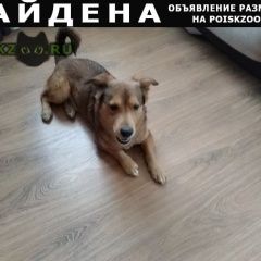 Подробнее об объявлении «Ярославль Найдена собака кобель» Фото: найдена собака  «Ярославль Найдена собака кобель» в г. Ярославль
