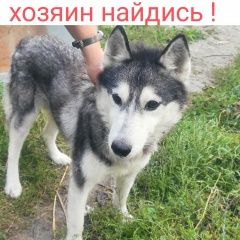 Подробнее об объявлении «Найдена собака Воронеж» Фото: найдена собака Сибирская хаски «Найдена собака Воронеж» в г. Воронеж