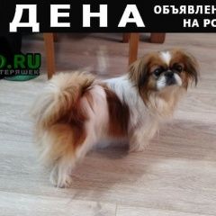 Подробнее об объявлении «Найдена собака пекинес, сука Уфа» Фото: найдена собака Пекинес «Найдена собака пекинес, сука Уфа» в г. Уфа