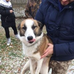 Подробнее об объявлении «Найдена собака с ошейником девочка Старица» Фото: найдена собака  «Найдена собака с ошейником девочка Старица» в г. Старица