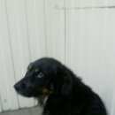 Подробнее об объявлении «Воронеж Найдена собака кобель» Фото: найдена собака  «Воронеж Найдена собака кобель» в г. Воронеж