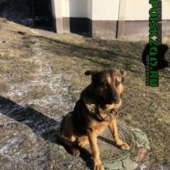 Подробнее об объявлении «Найдена собака в крылатском Москва» Фото: найдена собака  «Найдена собака в крылатском Москва» в г. Москва