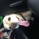 Подробнее об объявлении «Найдена собака кобель Тюмень» Фото: найдена собака Американский кокер-спаниель «Найдена собака кобель Тюмень» в г. Тюмень