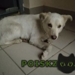 Подробнее об объявлении «Красноярск Найдена собака киренского» Фото: найдена собака  «Красноярск Найдена собака киренского» в г. Красноярск