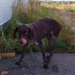 Подробнее об объявлении «Нарофоминск Найдена собака» Фото: найдена собака  «Нарофоминск Найдена собака» в г. Нарофоминск