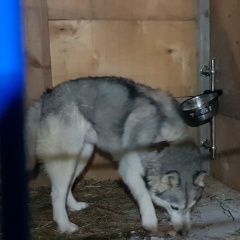 Подробнее об объявлении «Найдена собака хаски Тюмень» Фото: найдена собака Ханаанская собака «Найдена собака хаски Тюмень» в г. Тюмень