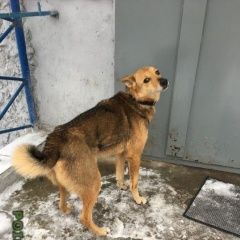 Подробнее об объявлении «Бор Найдена собака» Фото: найдена собака  «Бор Найдена собака» в г. Бор