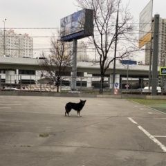 Подробнее об объявлении «Найдена собака Москва» Фото: найдена собака  «Найдена собака Москва» в г. Москва
