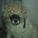 Подробнее об объявлении «Новокузнецк Найдена собака» Фото: найдена собака  «Новокузнецк Найдена собака» в г. Новокузнецк