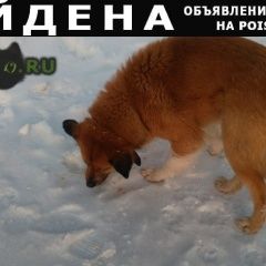 Подробнее об объявлении «Сургут Найдена собака рыженькая собачка с белыми лапками и гру» Фото: найдена собака  «Сургут Найдена собака рыженькая собачка с...» в г. Сургут