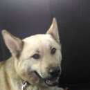 Подробнее об объявлении «Найдена собака кобель ищем прежнего хозяина Нижний Новгород» Фото: найдена собака  «Найдена собака кобель ищем прежнего хозяина...» в г. Нижний Новгород