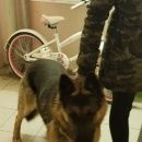 Подробнее об объявлении «Найдена собака кобель немецкая овчарка Нижний Новгород» Фото: найдена собака Немецкая овчарка «Найдена собака кобель немецкая овчарка Нижний...» в г. Нижний Новгород