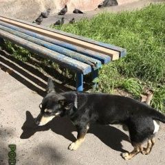 Подробнее об объявлении «Тюмень Найдена собака кобель бегает собачка» Фото: найдена собака  «Тюмень Найдена собака кобель бегает собачка» в г. Тюмень