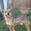 Подробнее об объявлении «Красноярск Найдена собака кобель маленькая собачка» Фото: найдена собака  «Красноярск Найдена собака кобель маленькая собачка» в г. Красноярск