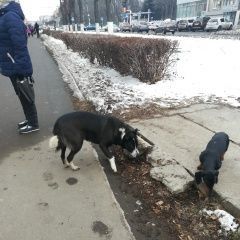 Подробнее об объявлении «Найдена собака видела собак Чебоксары» Фото: найдена собака  «Найдена собака видела собак Чебоксары» в г. Чебоксары