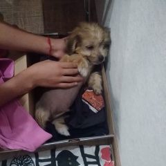 Подробнее об объявлении «Найдена собака кобель помесь китайской хохлатой собаки Ставрополь» Фото: найдена собака Китайская хохлатая собака «Найдена собака кобель помесь китайской хохлатой...» в г. Ставрополь