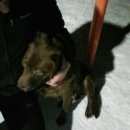 Подробнее об объявлении «Красноярск Найдена собака лабрадор шоколадный, девочка» Фото: найдена собака Лабрадор ретривер «Красноярск Найдена собака лабрадор шоколадный,...» в г. Красноярск