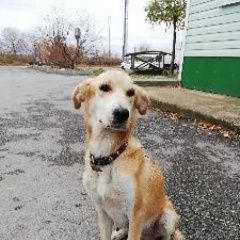 Подробнее об объявлении «Липецк Найдена собака» Фото: найдена собака  «Липецк Найдена собака» в г. Липецк