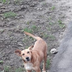 Подробнее об объявлении «Найдена собака кобель в районе царицыно Москва» Фото: найдена собака  «Найдена собака кобель в районе царицыно Москва» в г. Москва