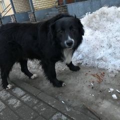 Подробнее об объявлении «Найдена собака гуляет по двору без ошейника Королев» Фото: найдена собака  «Найдена собака гуляет по двору без ошейника...» в г. Королев