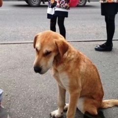 Подробнее об объявлении «Найдена собака Кисловодск» Фото: найдена собака  «Найдена собака Кисловодск» в г. Кисловодск