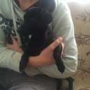 Подробнее об объявлении «Нижний Новгород Найдена собака кобель» Фото: найдена собака  «Нижний Новгород Найдена собака кобель» в г. Нижний Новгород