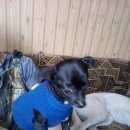 Подробнее об объявлении «Найдена собака чихуахуа Ставрополь» Фото: найдена собака Чихуахуа «Найдена собака чихуахуа Ставрополь» в г. Ставрополь