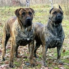 Подробнее об объявлении «Батайск Найдена собака кобель» Фото: найдена собака  «Батайск Найдена собака кобель» в г. Батайск