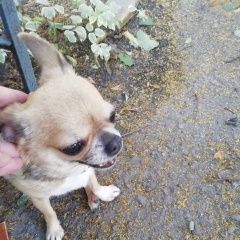 Подробнее об объявлении «Липецк Найдена собака в районе дк профсоюзов.» Фото: найдена собака Чихуахуа «Липецк Найдена собака в районе дк профсоюзов.» в г. Липецк