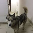 Подробнее об объявлении «Звенигород Найдена собака кобель хаски» Фото: найдена собака Сибирская хаски «Звенигород Найдена собака кобель хаски» в г. Звенигород