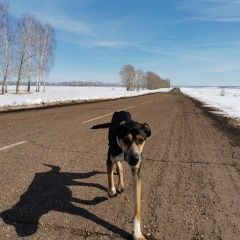 Подробнее об объявлении «Найдена собака кобель в районе шингак-куль Уфа» Фото: найдена собака  «Найдена собака кобель в районе шингак-куль Уфа» в г. Уфа