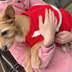 Подробнее об объявлении «Найдена собака маленького размера. очень ласковая. Москва» Фото: найдена собака  «Найдена собака маленького размера. очень...» в г. Москва