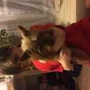 Подробнее об объявлении «Найдена собака Тюмень» Фото: найдена собака Йоркширский терьер «Найдена собака Тюмень» в г. Тюмень