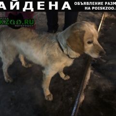 Подробнее об объявлении «Петрозаводск Найдена собака» Фото: найдена собака  «Петрозаводск Найдена собака» в г. Петрозаводск