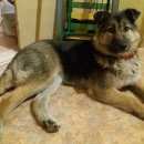 Подробнее об объявлении «Найдена собака срочно. Ангарск» Фото: найдена собака  «Найдена собака срочно. Ангарск» в г. Ангарск