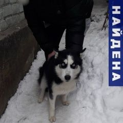 Подробнее об объявлении «Липецк Найдена собака кобель» Фото: найдена собака Сибирская хаски «Липецк Найдена собака кобель» в г. Липецк