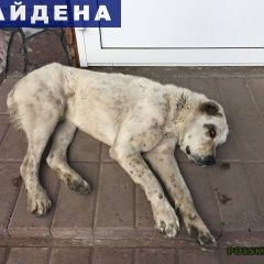 Подробнее об объявлении «Черногорск Найдена собака» Фото: найдена собака  «Черногорск Найдена собака» в г. Черногорск