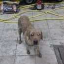 Подробнее об объявлении «Найдена собака кобель Тюмень» Фото: найдена собака  «Найдена собака кобель Тюмень» в г. Тюмень