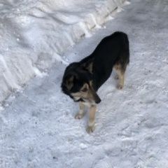 Подробнее об объявлении «Омск Найдена собака» Фото: найдена собака  «Омск Найдена собака» в г. Омск