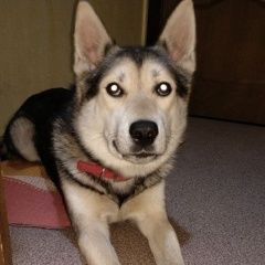 Подробнее об объявлении «Найдена собака кобель новокосино, пёс в красном ошейник Москва» Фото: найдена собака  «Найдена собака кобель новокосино, пёс в красном...» в г. Москва