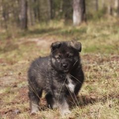 Подробнее об объявлении «Найдена собака кобель кнопик Королёв (Юбилейный) (Московская обл.)» Фото: найдена собака  «Найдена собака кобель кнопик Королёв...» в г. Королёв (Юбилейный) (Московская обл.)