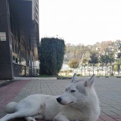 Подробнее об объявлении «Найдена собака кобель ищет хозяина Сочи» Фото: найдена собака Сибирская хаски «Найдена собака кобель ищет хозяина Сочи» в г. Сочи