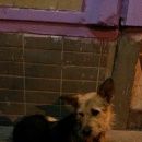 Подробнее об объявлении «Найдена собака и куркино Химки» Фото: найдена собака  «Найдена собака и куркино Химки» в г. Химки