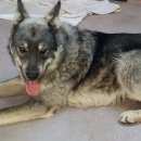 Подробнее об объявлении «Найдена собака кобель Тюмень» Фото: найдена собака  «Найдена собака кобель Тюмень» в г. Тюмень