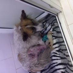 Подробнее об объявлении «Найдена собака кобель Евпатория» Фото: найдена собака  «Найдена собака кобель Евпатория» в г. Евпатория