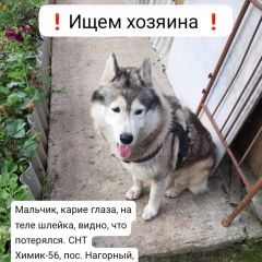 Подробнее об объявлении «Казань Найдена собака кобель kseniyabulygina» Фото: найдена собака  «Казань Найдена собака кобель kseniyabulygina» в г. Казань